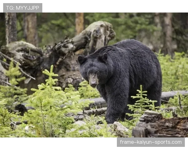 俄罗斯黑熊闯入市区，致一死一惊魂，俄罗斯的黑熊真的怕人吗
